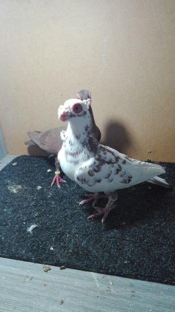  - Matca caranculat de oradea