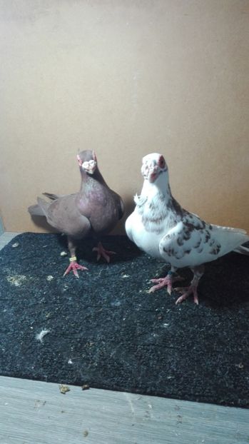  - Matca caranculat de oradea