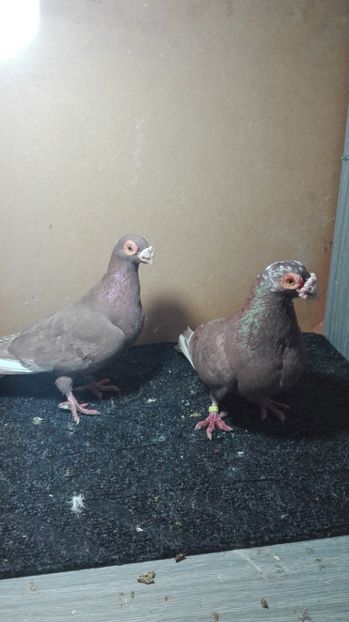  - Matca caranculat de oradea