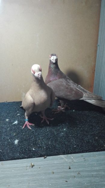  - Matca caranculat de oradea