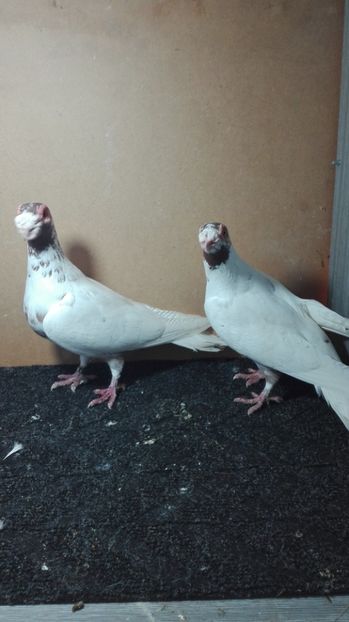  - Matca caranculat de oradea