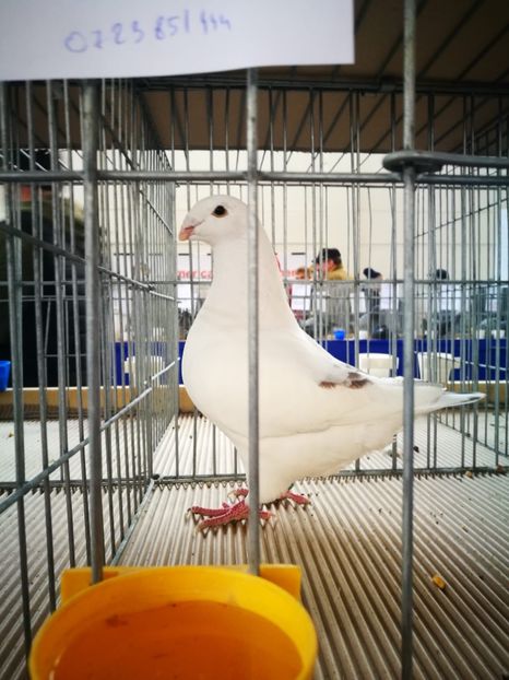 f2019 Badea Lucian - Achiziții pentru 2020