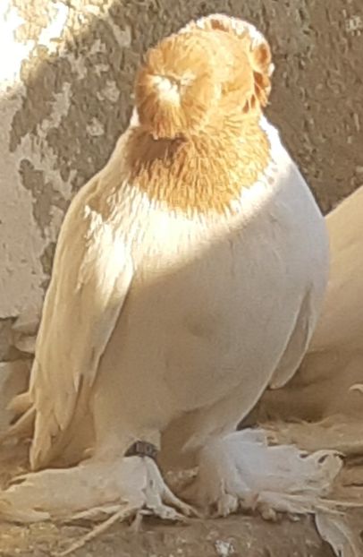  - Jucatori De Botosani Cap Galben