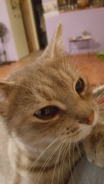 Giginuca 2019 - 2 casa  VILA APIA  2008-2009