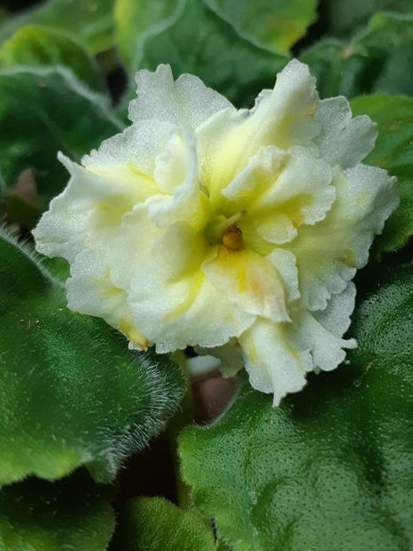 IMG-20191219-WA0012 - ZZ Mellow Yellow