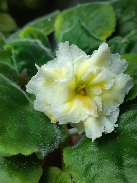 IMG-20191219-WA0013 - ZZ Mellow Yellow