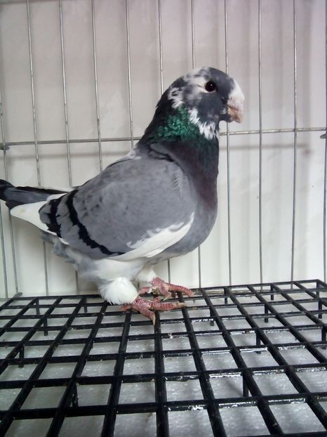 112825697 (1) - Vânduți