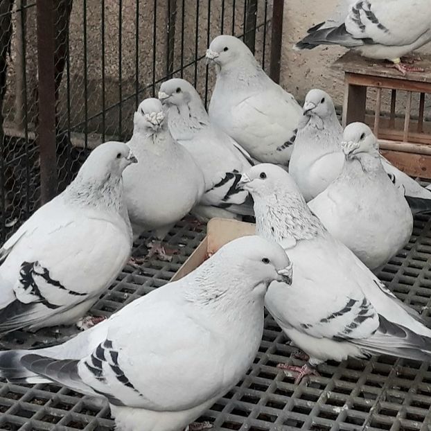  - POZE GRUP PORUMBEI