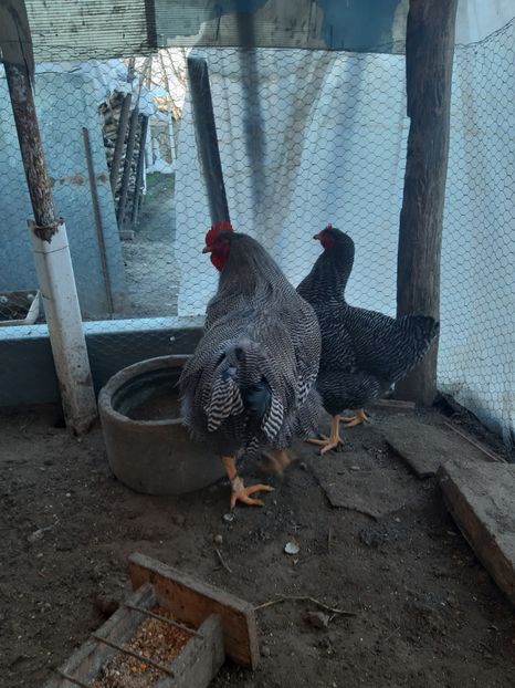  - Playmouth Rock 2020