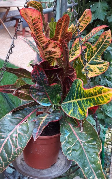  - Diverse plante