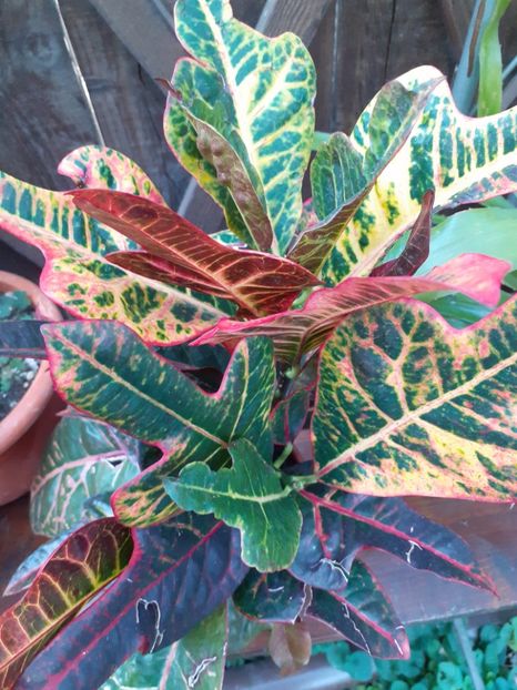  - Diverse plante