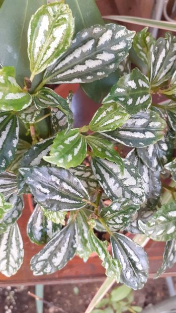  - Diverse plante