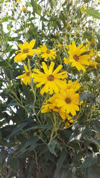  - Diverse plante