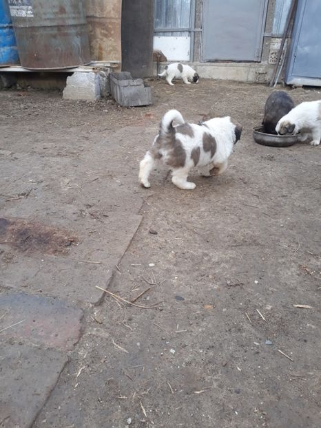  - Prietenii mei cei mai buni