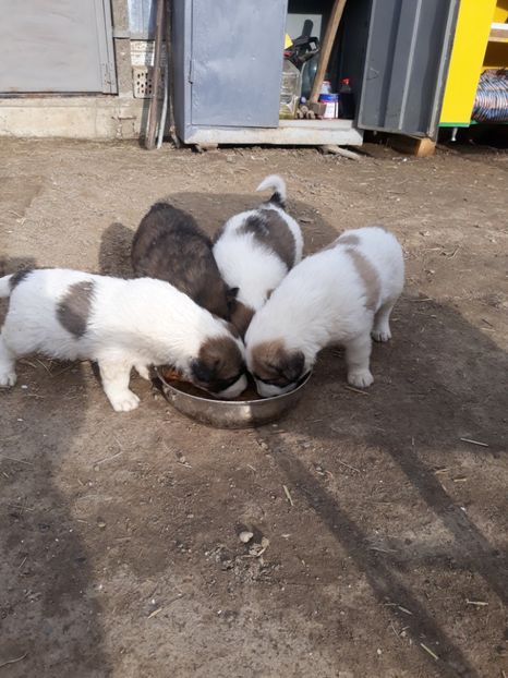  - Prietenii mei cei mai buni