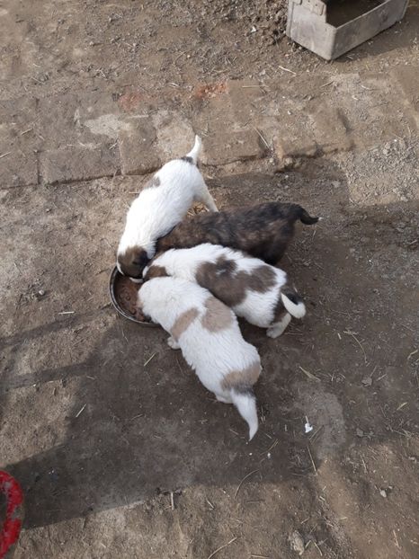  - Prietenii mei cei mai buni