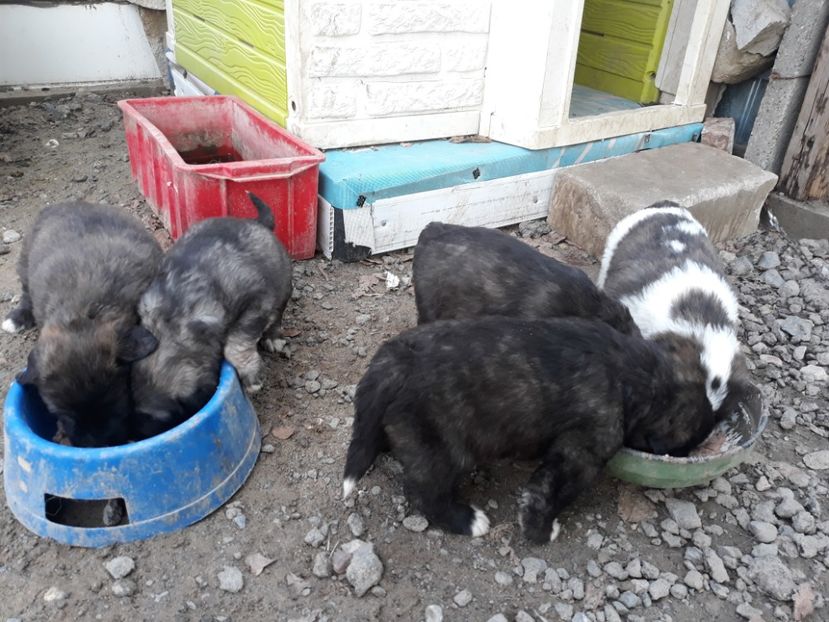  - Prietenii mei cei mai buni