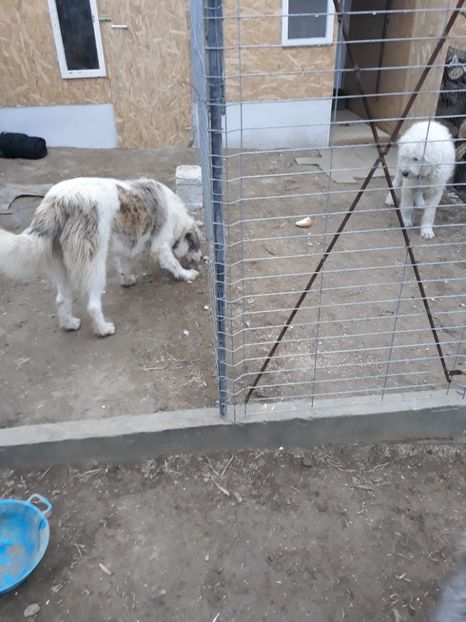  - Prietenii mei cei mai buni