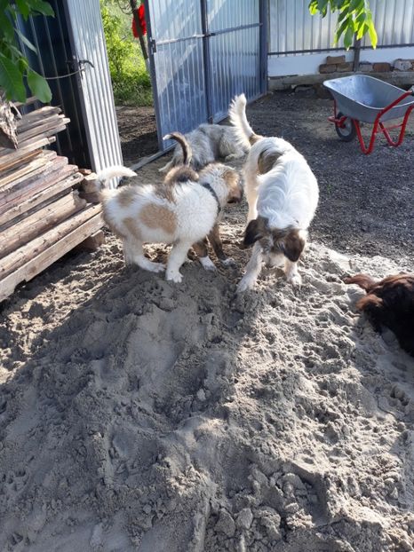 - Prietenii mei cei mai buni
