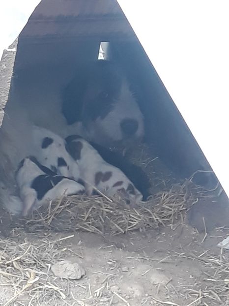  - Prietenii mei cei mai buni