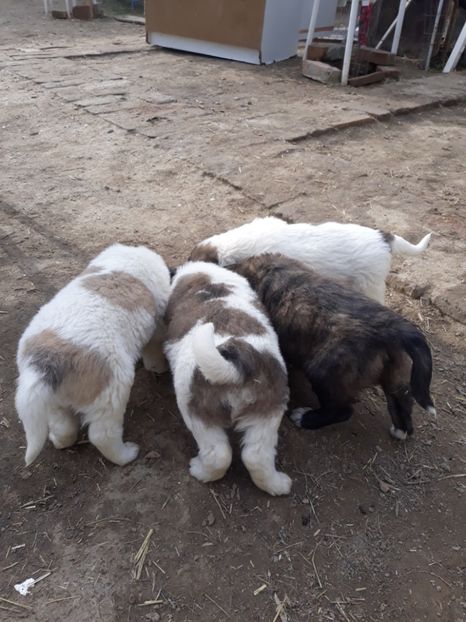 - Prietenii mei cei mai buni