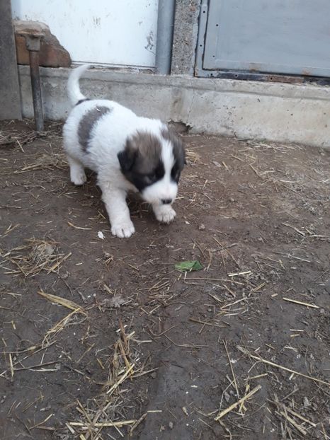  - Prietenii mei cei mai buni