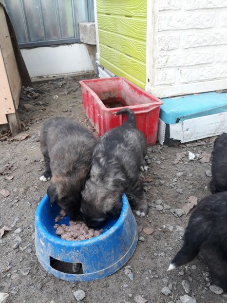  - Prietenii mei cei mai buni