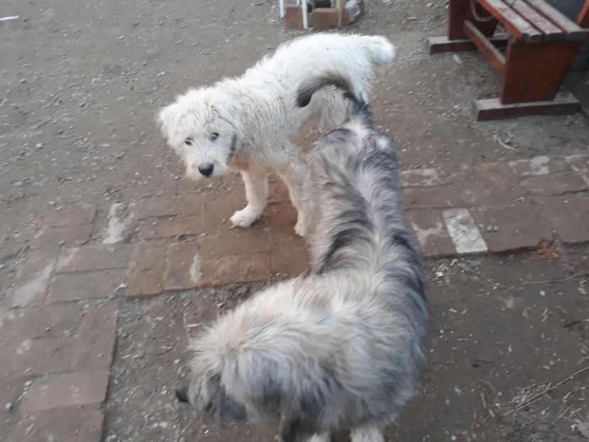  - Prietenii mei cei mai buni