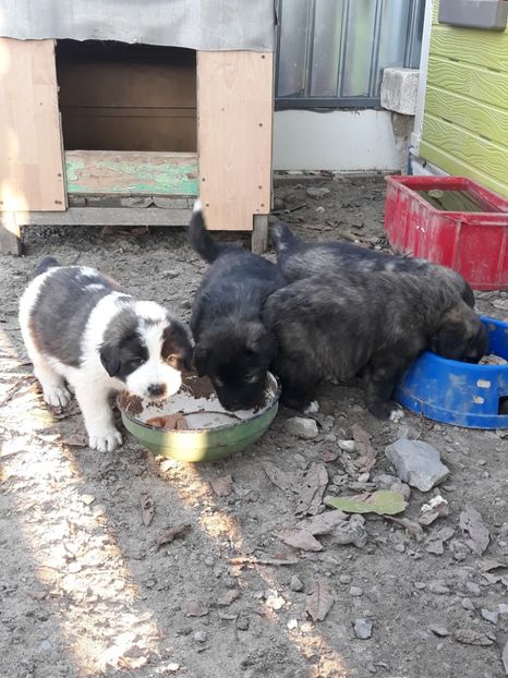  - Prietenii mei cei mai buni