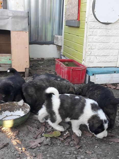  - Prietenii mei cei mai buni