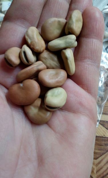  - ZZZ SEMINTE BOB - FAIZIANA