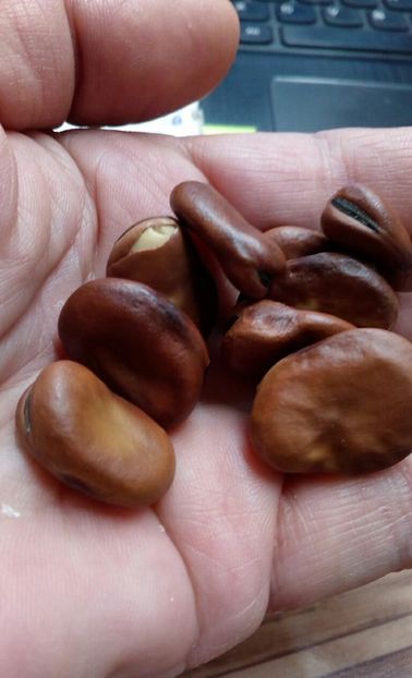  - ZZZ SEMINTE BOB - BROWN TERITTO