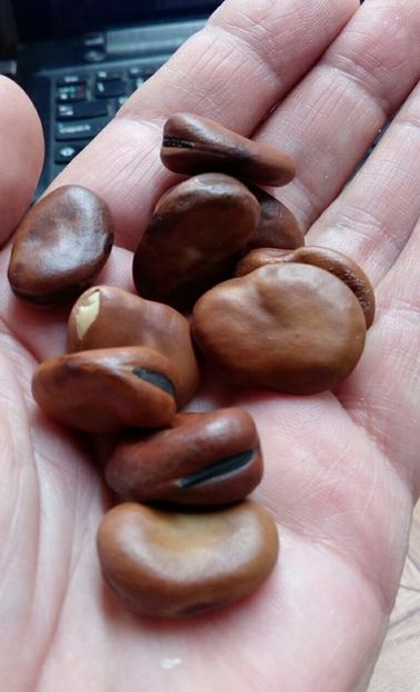  - ZZZ SEMINTE BOB - BROWN TERITTO