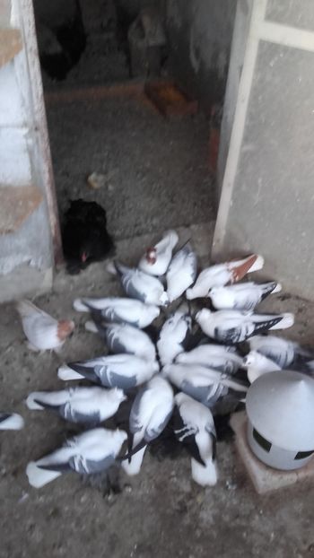  - Randunele de Saxonia