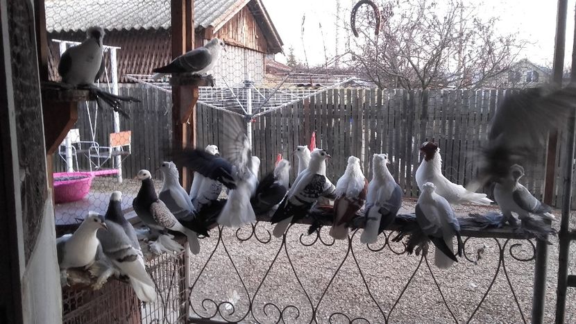  - Randunele de Saxonia