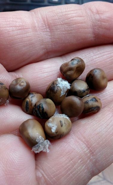  - ZZZ SEMINTE BOB TURKMENISTAN