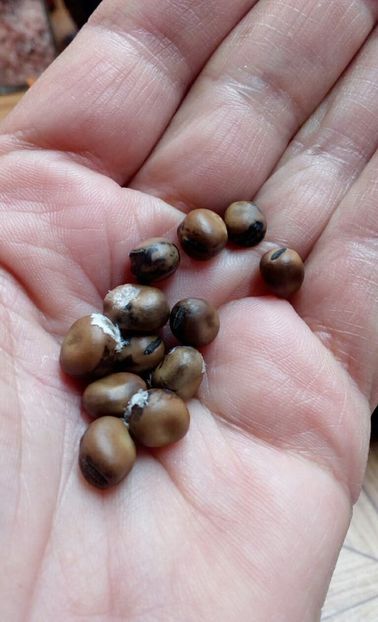  - ZZZ SEMINTE BOB TURKMENISTAN