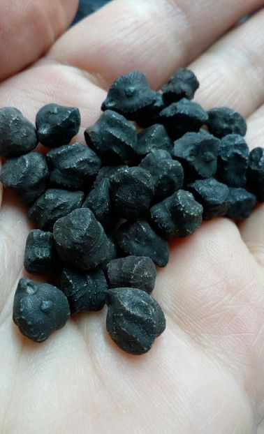  - ZZZ SEMINTE NAUT NEGRU - NERO MURGIA CARSICA