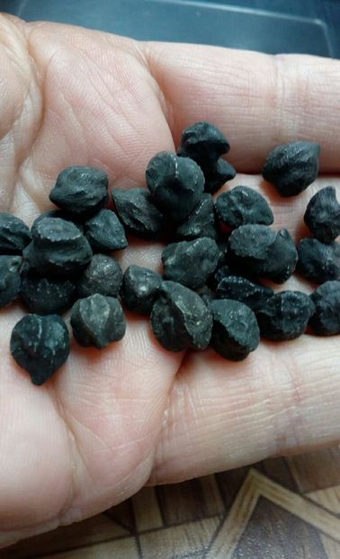  - ZZZ SEMINTE NAUT NEGRU - NERO MURGIA CARSICA