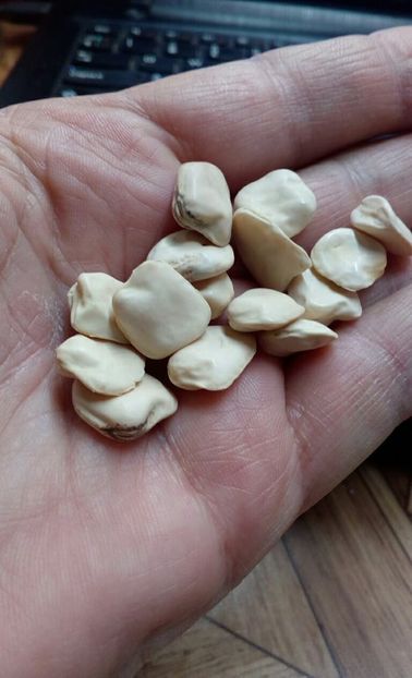  - ZZZ SEMINTE MAZARE INDIANA - CICERCHIA ALTAMURA ITALIA