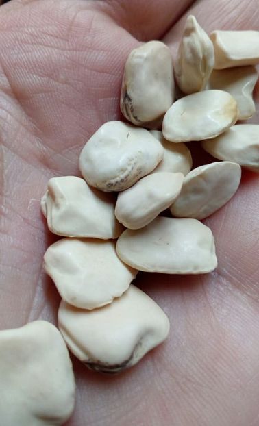  - ZZZ SEMINTE MAZARE INDIANA - CICERCHIA ALTAMURA ITALIA