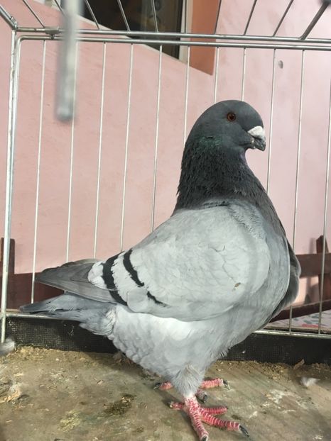 m2019 George Leca - Achiziții pentru 2020