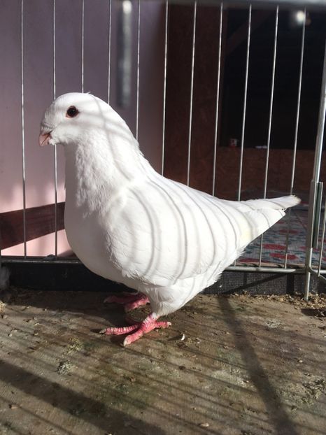 F2019 - Achiziții pentru 2020