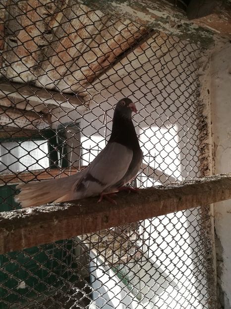  - Roleri de Odesa 2020