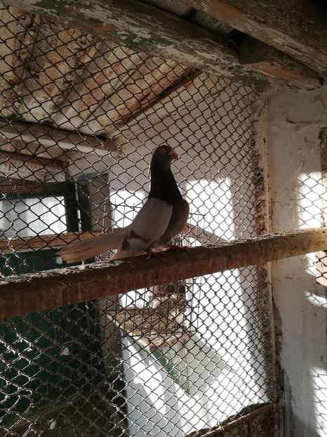  - Roleri de Odesa 2020