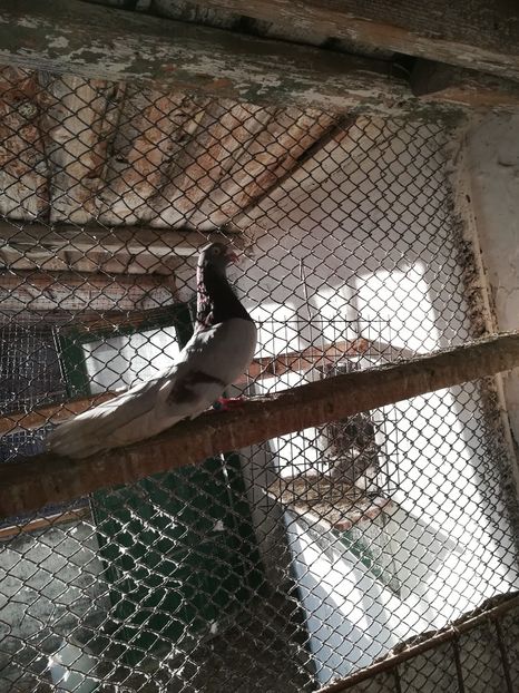  - Roleri de Odesa 2020