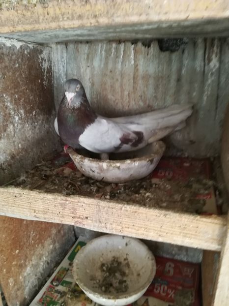  - Roleri de Odesa 2020