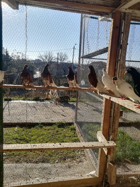  - Roleri de Odesa 2020