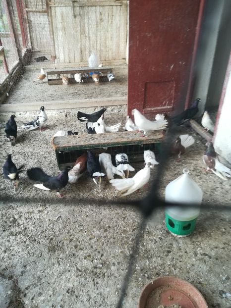  - Roleri de Odesa 2020