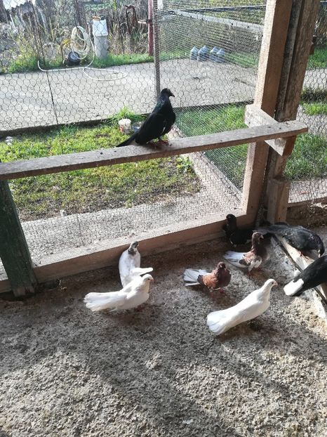  - Roleri de Odesa 2020